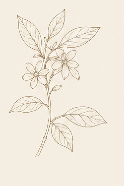 金銀花