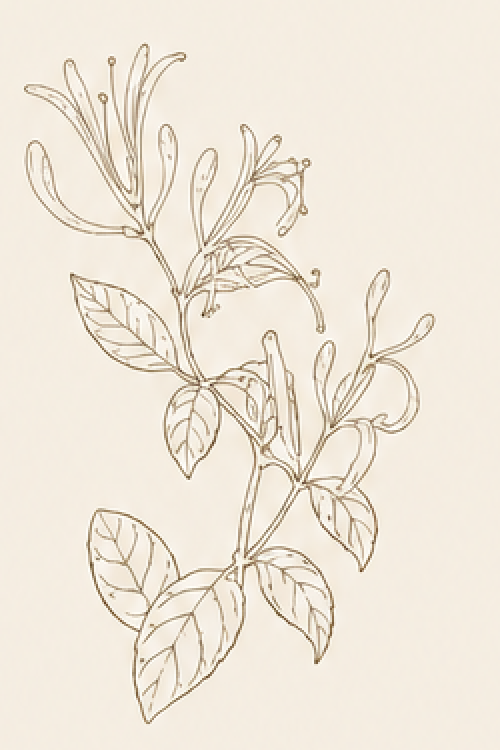 黃芪